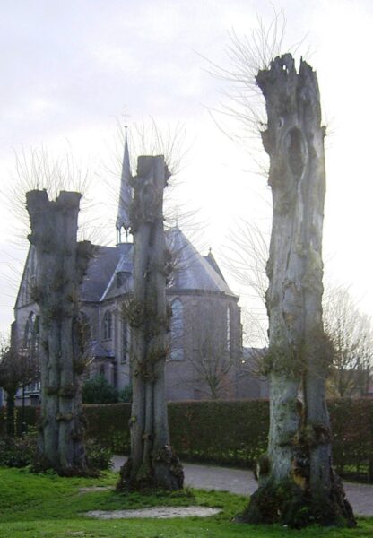 Drie zilverlinden bij Kruisstraat 8 in Duizel. Foto Winfried Thijssen (2016-01).