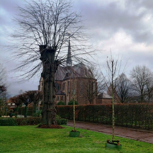 Monumentale zilverlinde bij Kruisstraat 8. Foto Winfried Thijssen (2024-01).