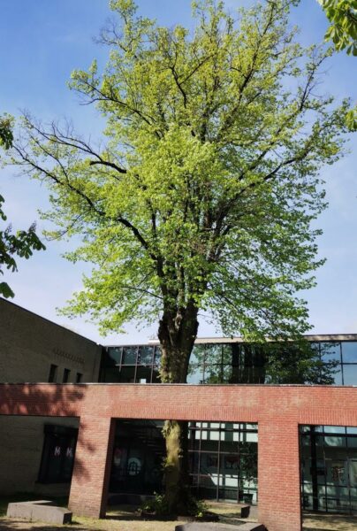 De lindeboom bij de ingang van De Muzenval in 2023. Foto Winfried Thijssen (2023-05).