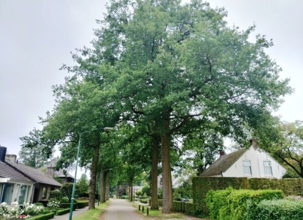 Een aantal van de oude zomereiken, kijkend in zuidelijke richting, beginnend rechts bij Oude Postelseweg 15. Foto Winfried Thijssen (2024-08).