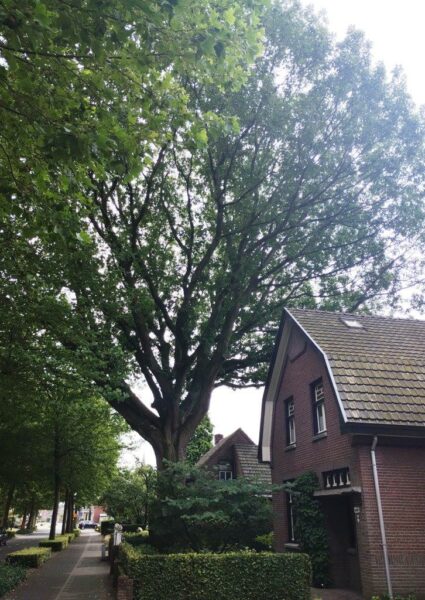 Amerikaanse eik in de voortuin van Willibrorduslaan 41. Foto Winfried Thijssen (2024-07).